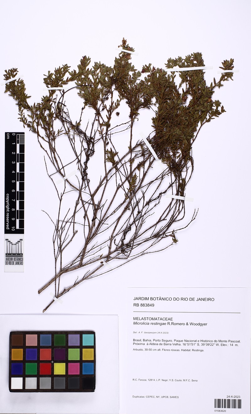 Microlicia restingae