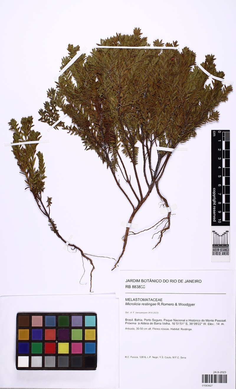 Microlicia restingae photo 2