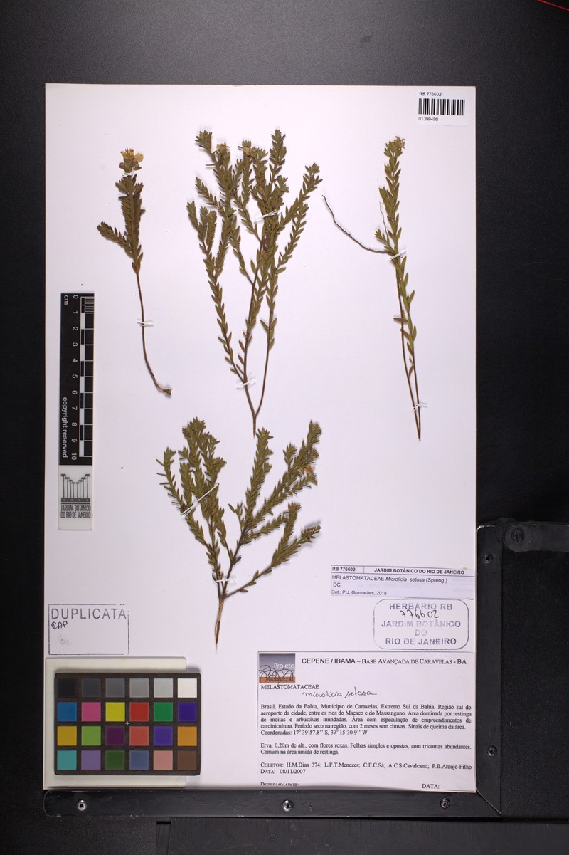 Microlicia restingae photo 3