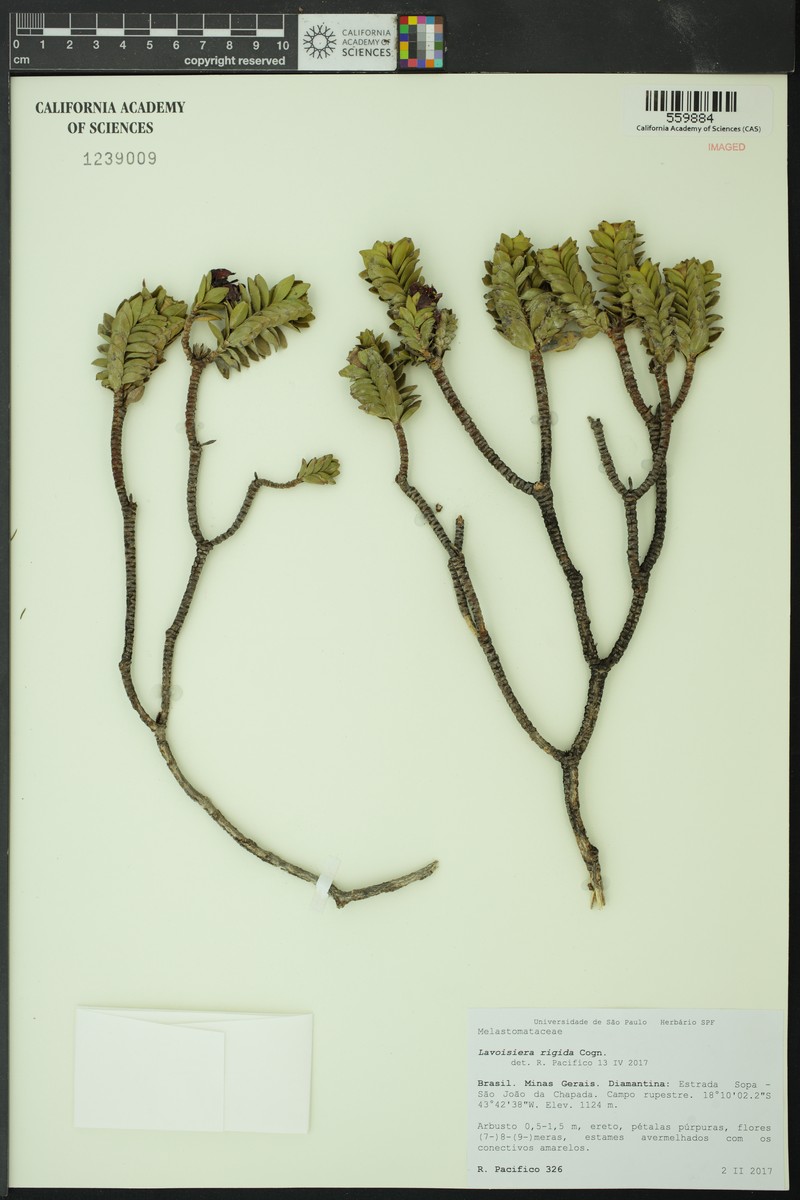 Microlicia rigida