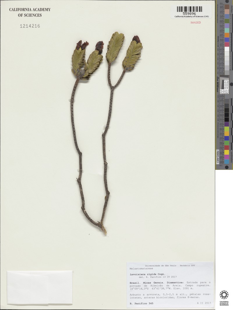 Microlicia rigida photo 2