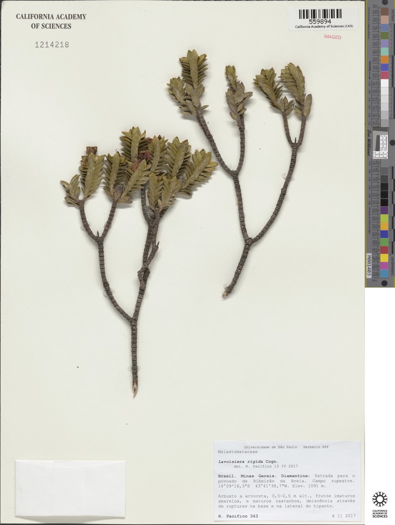 Microlicia rigida photo 3