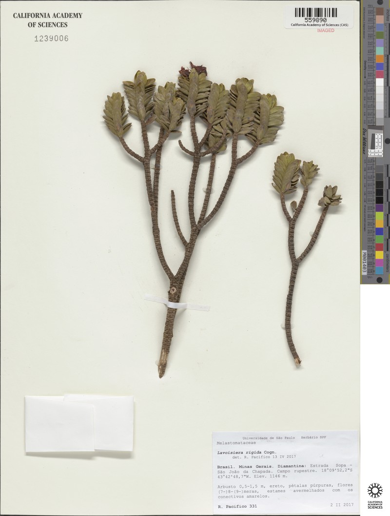 Microlicia rigida photo 4
