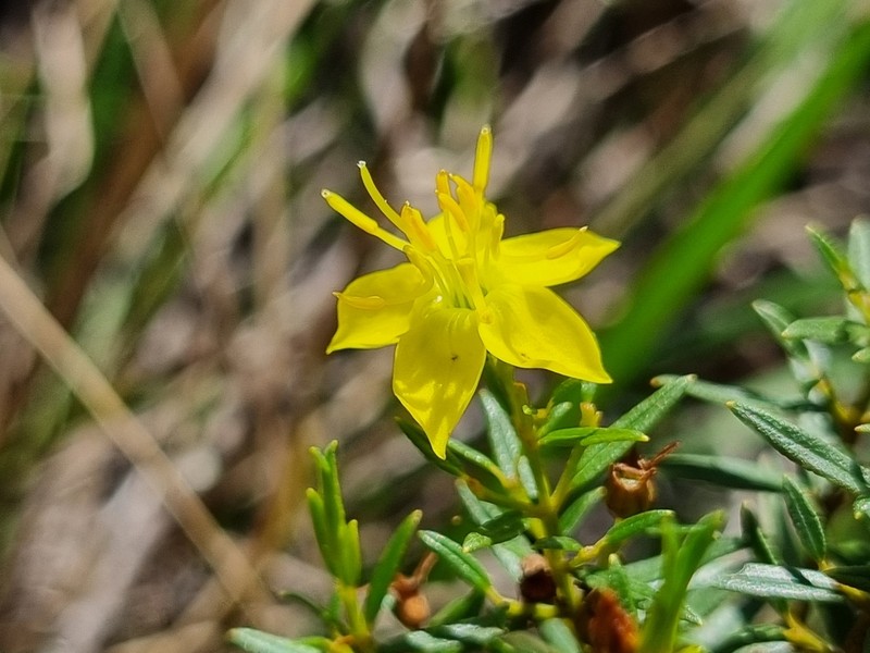Microlicia rosmarinoides