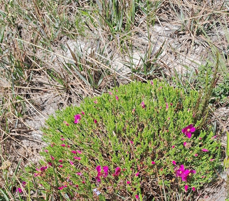 Microlicia rugosa photo 2