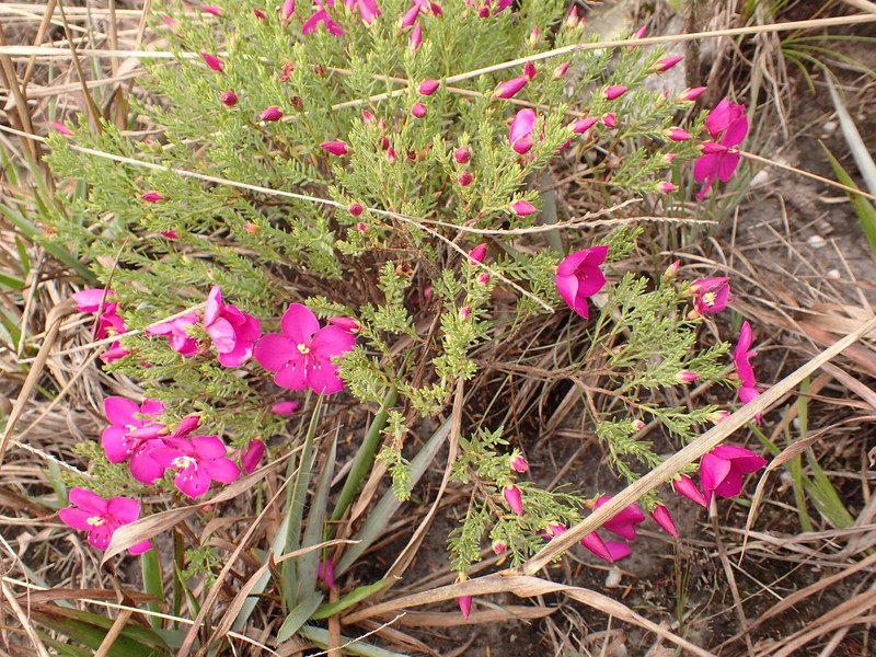 Microlicia rugosa photo 4
