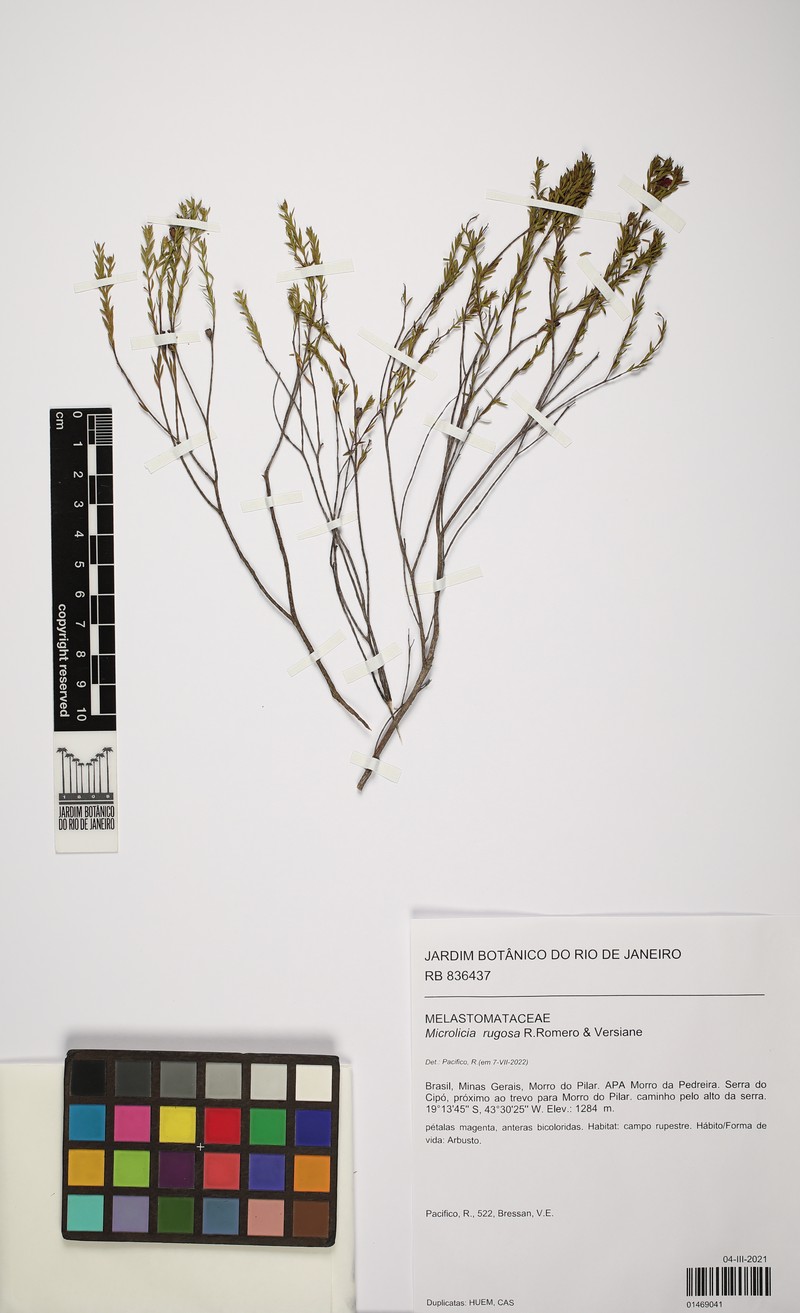 Microlicia rugosa photo 5