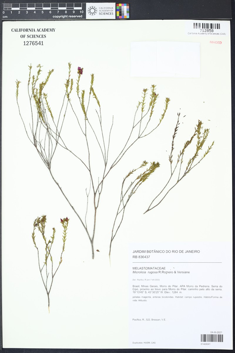 Microlicia rugosa photo 6