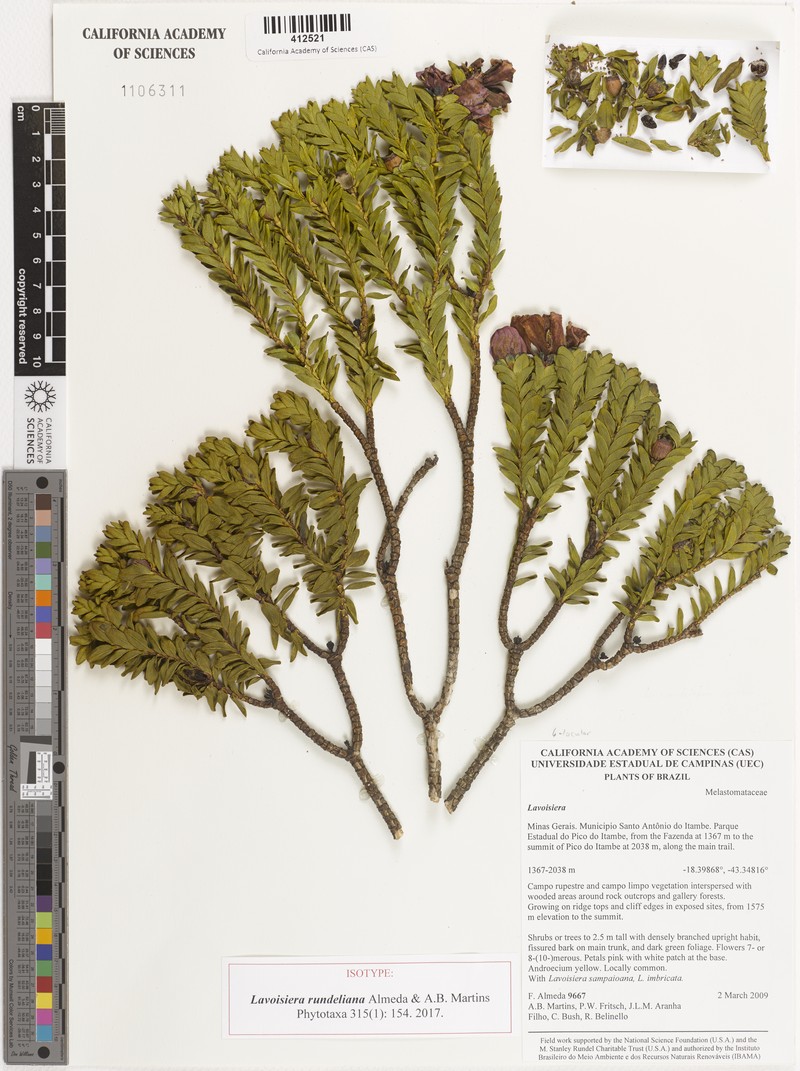 Microlicia rundeliana
