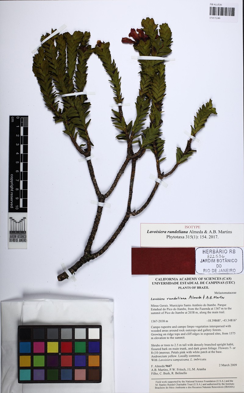 Microlicia rundeliana photo 2