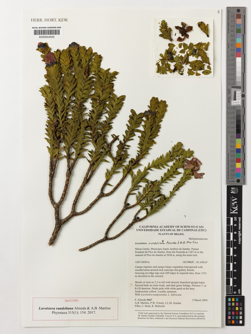 Microlicia rundeliana photo 3