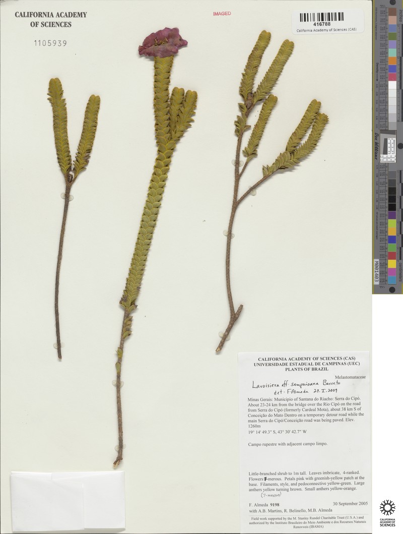 Microlicia sampaioana photo 3