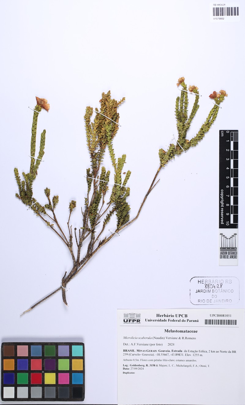 Microlicia scaberula