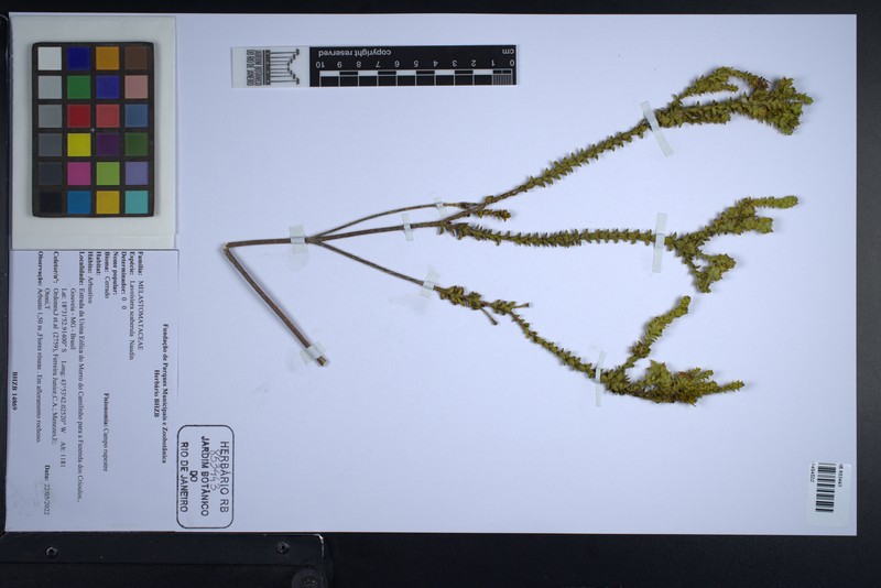 Microlicia scaberula photo 2