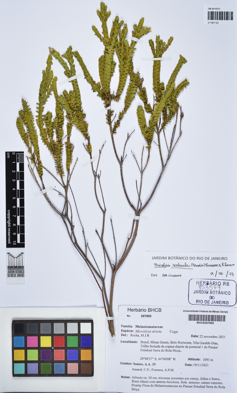 Microlicia scaberula photo 3