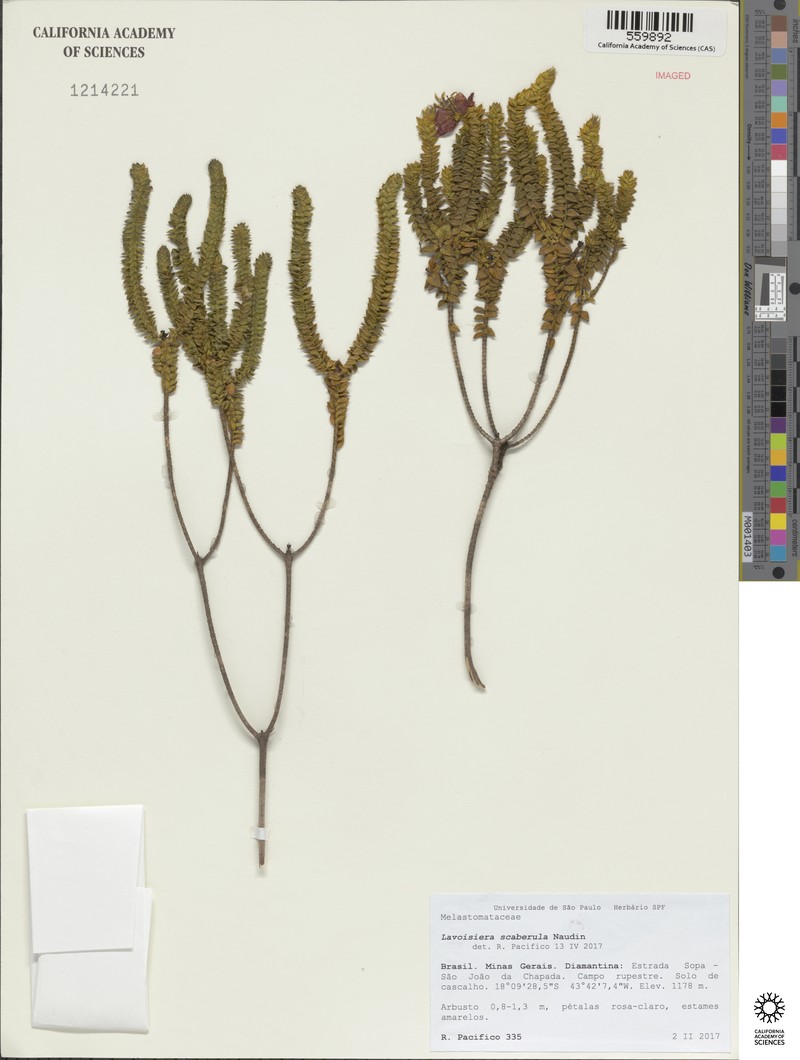 Microlicia scaberula photo 4