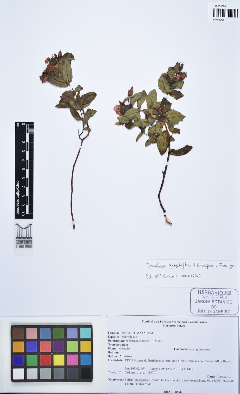 Microlicia sciophylla