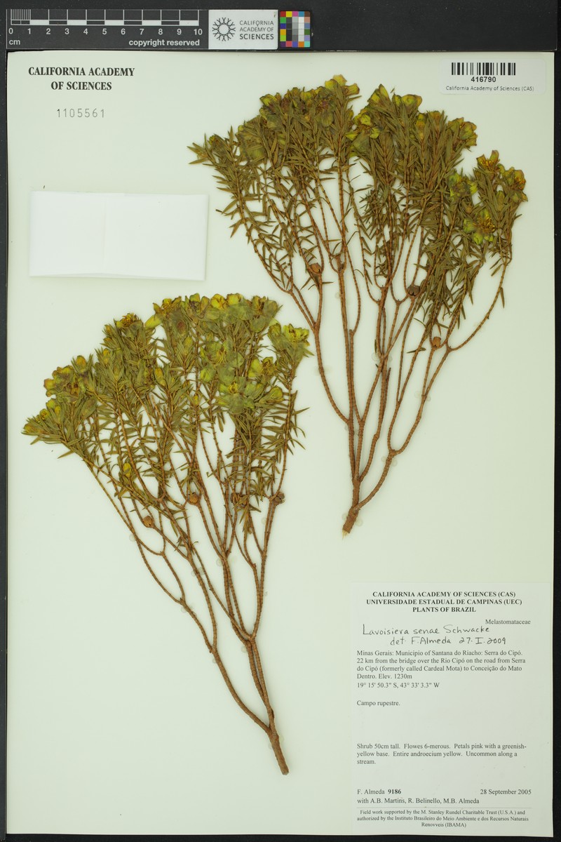 Microlicia senae