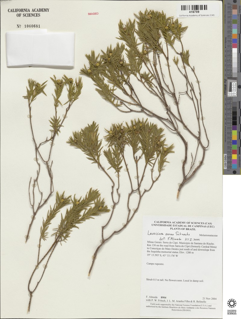Microlicia senae photo 2