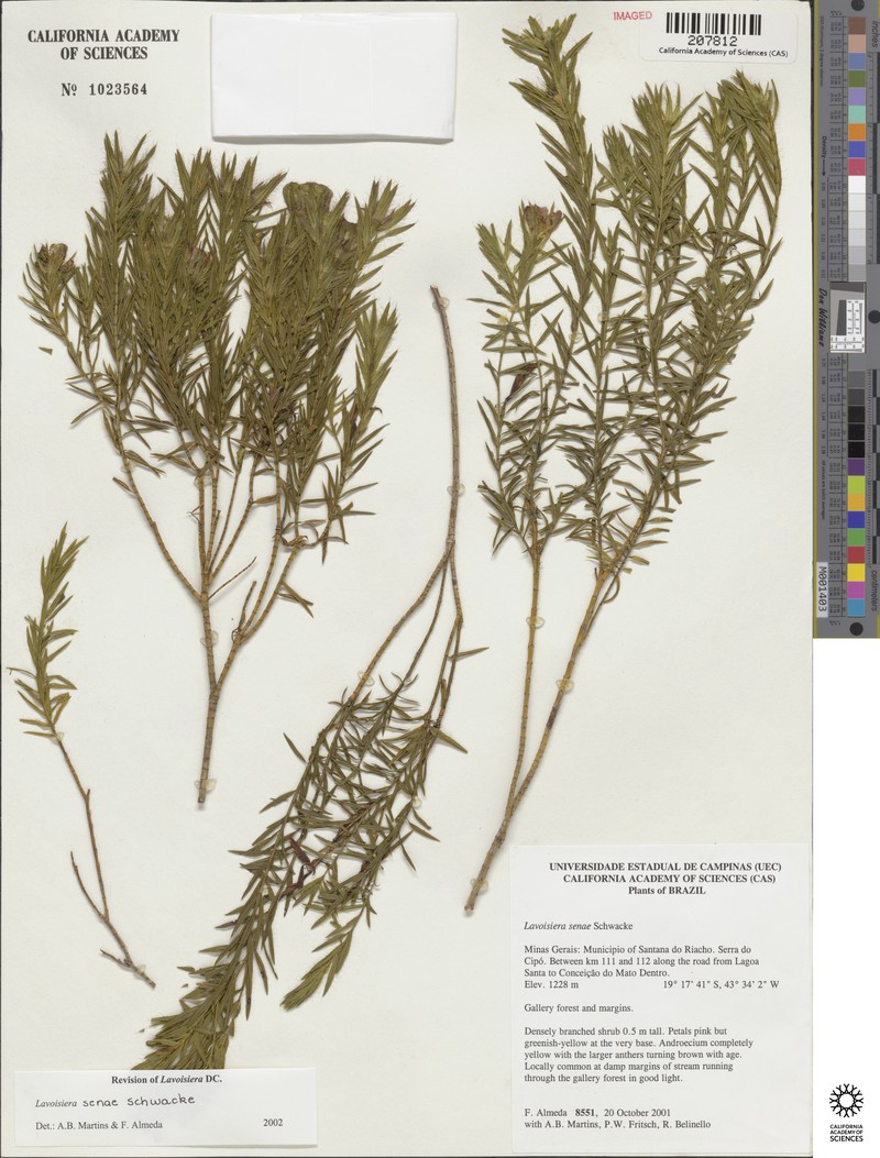 Microlicia senae photo 3