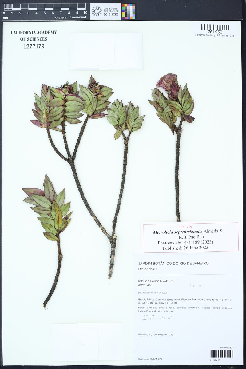 Microlicia septentrionalis