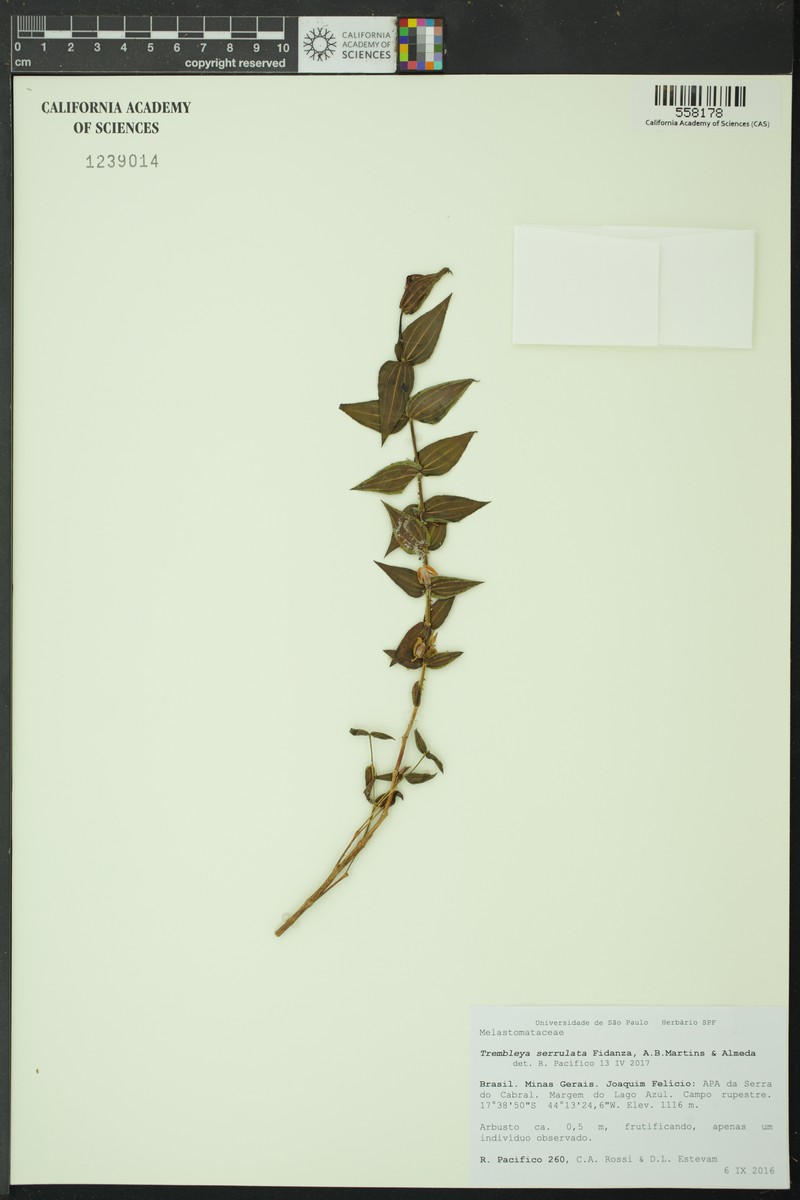Microlicia serratifolia