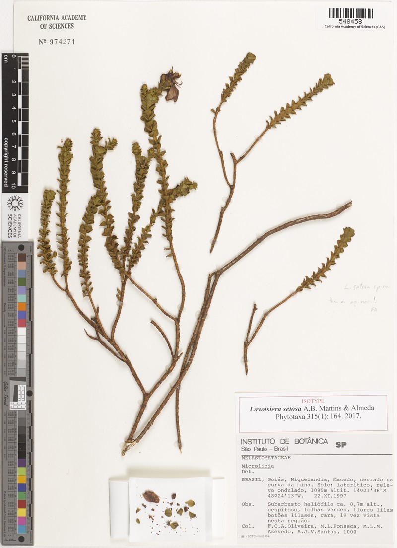 Microlicia setifolia