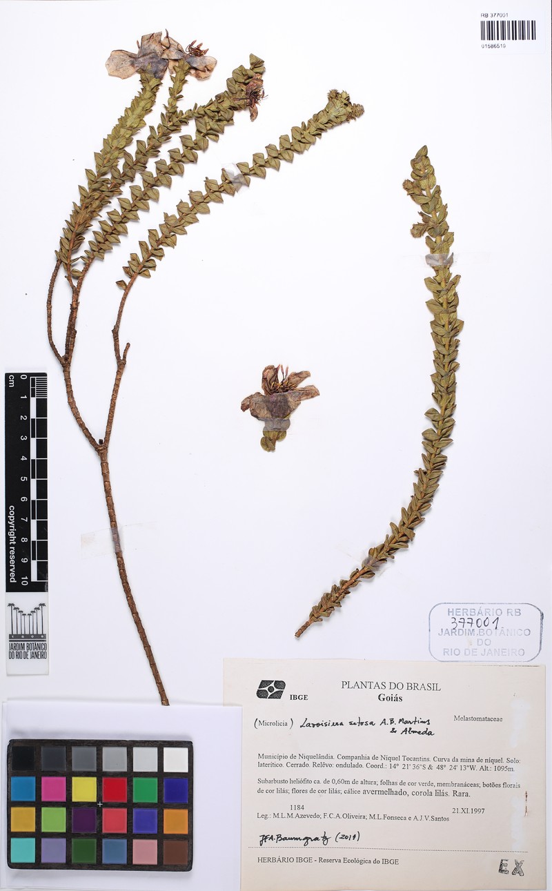 Microlicia setifolia photo 2