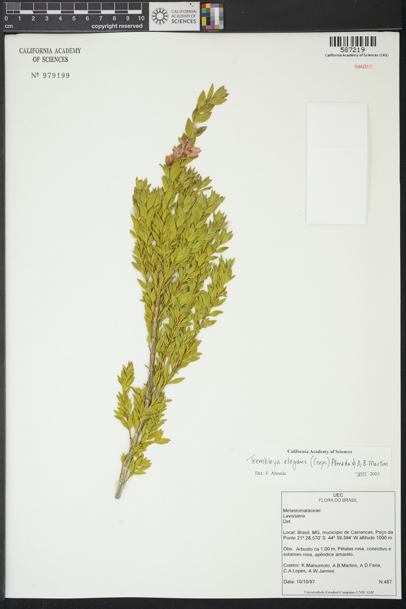 Microlicia speciosa
