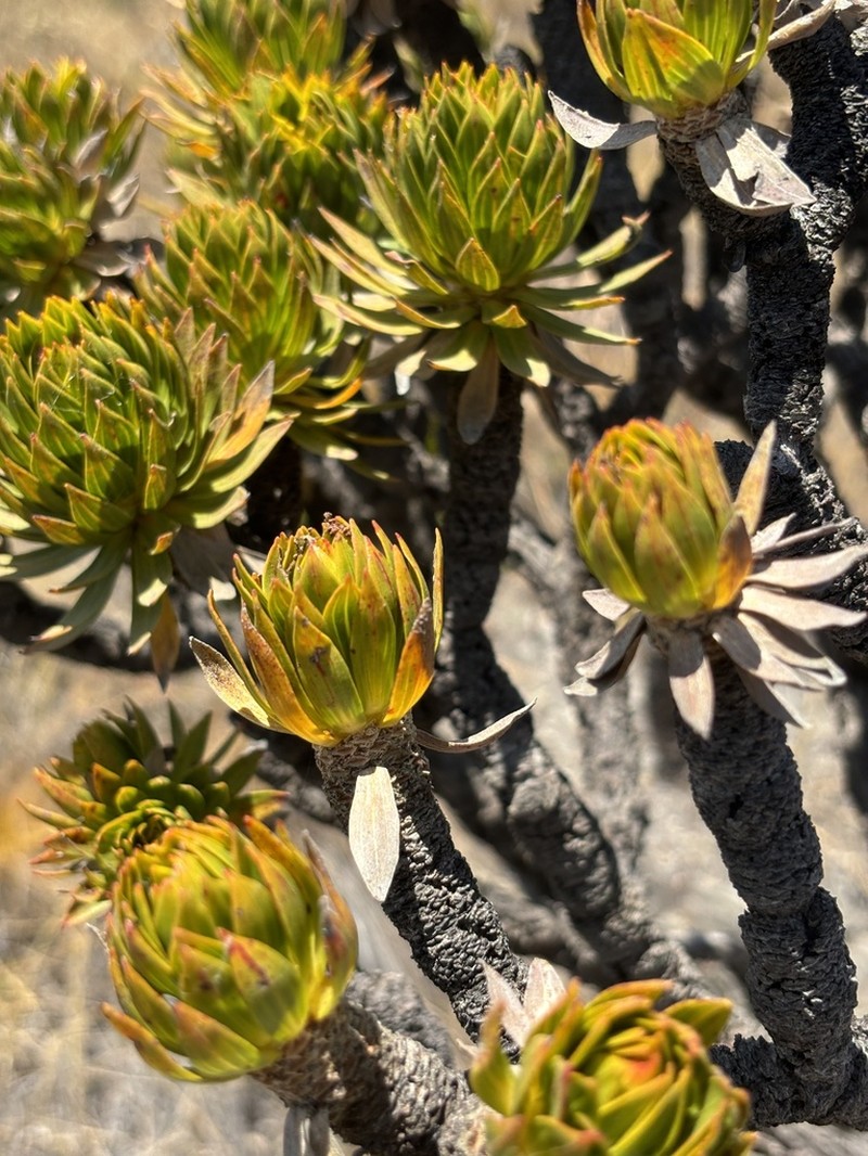 Microlicia stenodonoides