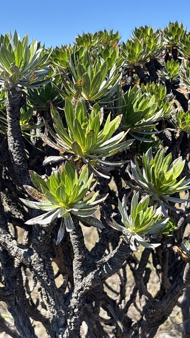 Microlicia stenodonoides photo 4