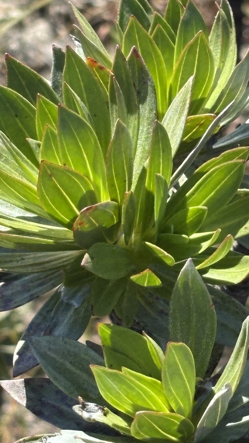 Microlicia stenodonoides photo 6