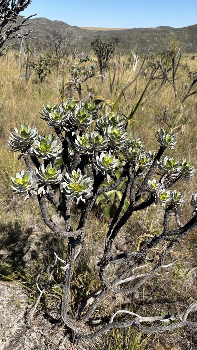 Microlicia stenodonoides photo 7