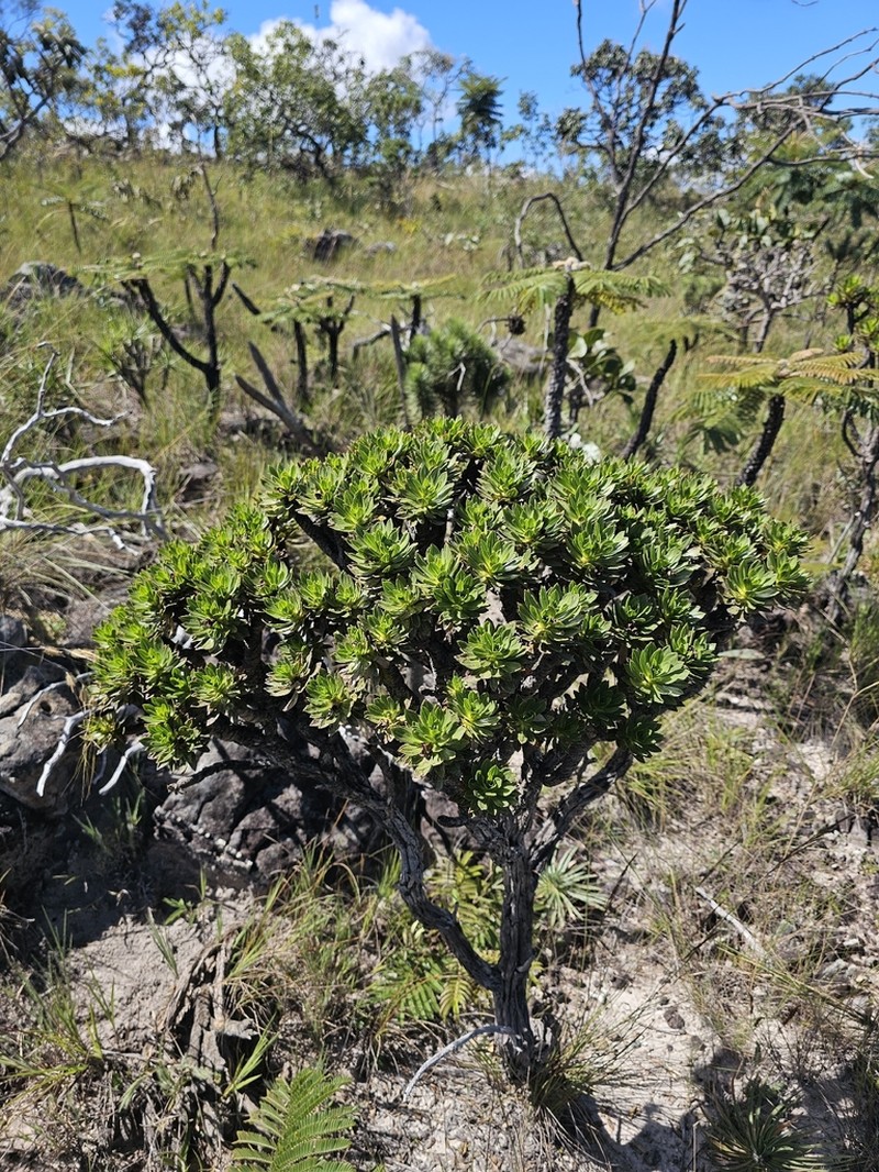 Microlicia stenodonoides photo 8