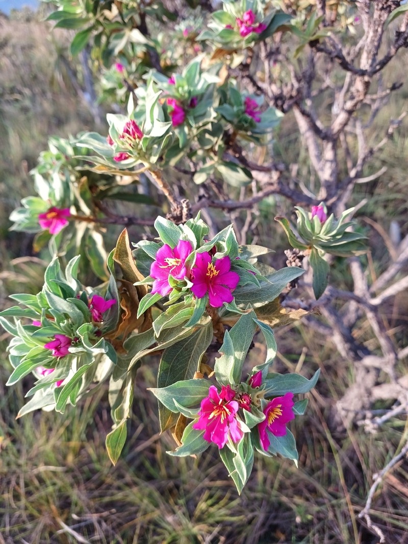 Microlicia suberosa