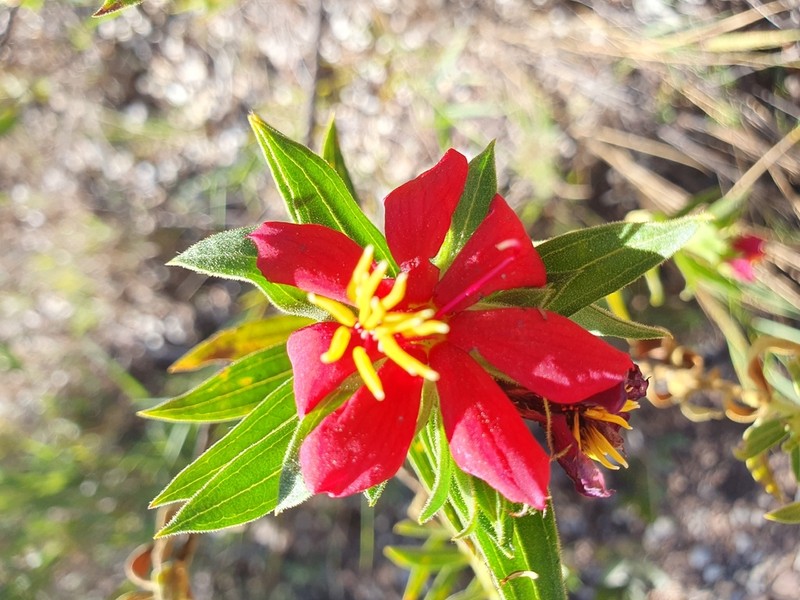 Microlicia suberosa photo 3