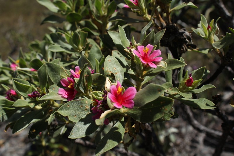Microlicia suberosa photo 5