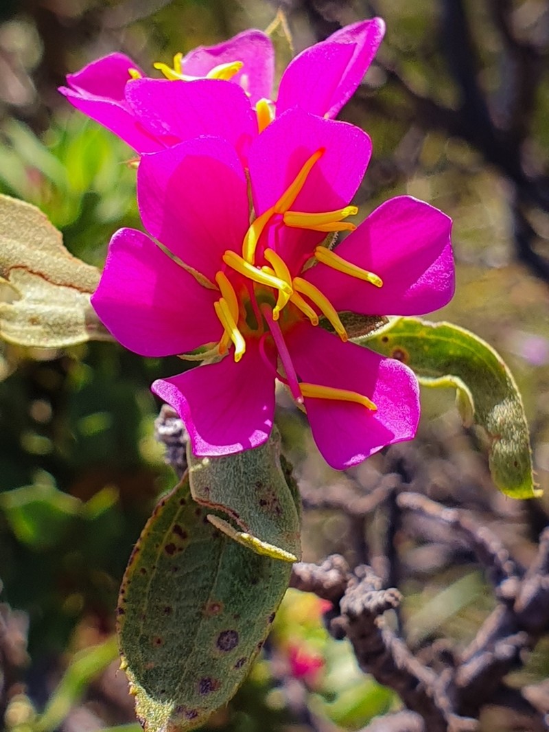 Microlicia suberosa photo 8