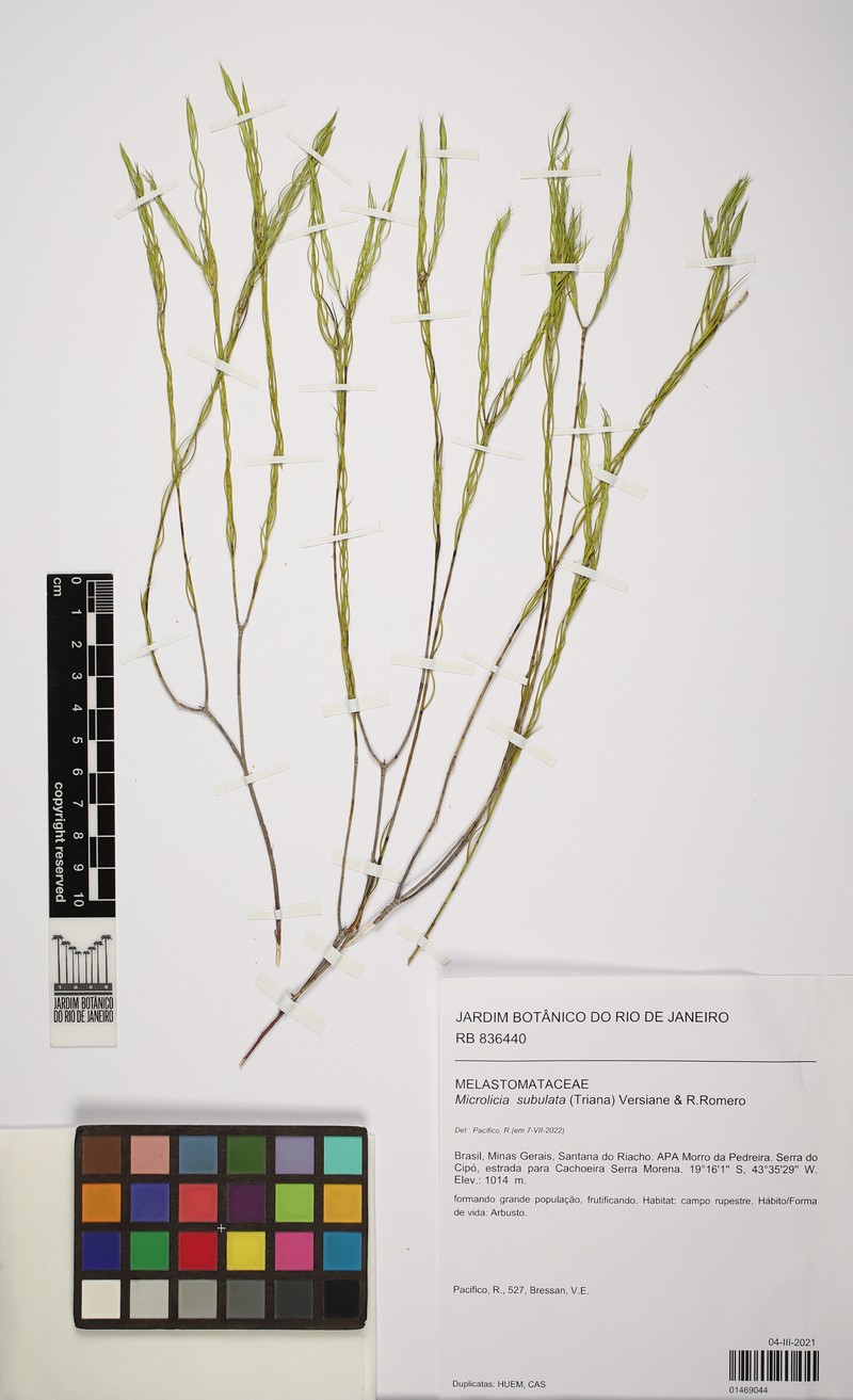 Microlicia subulata
