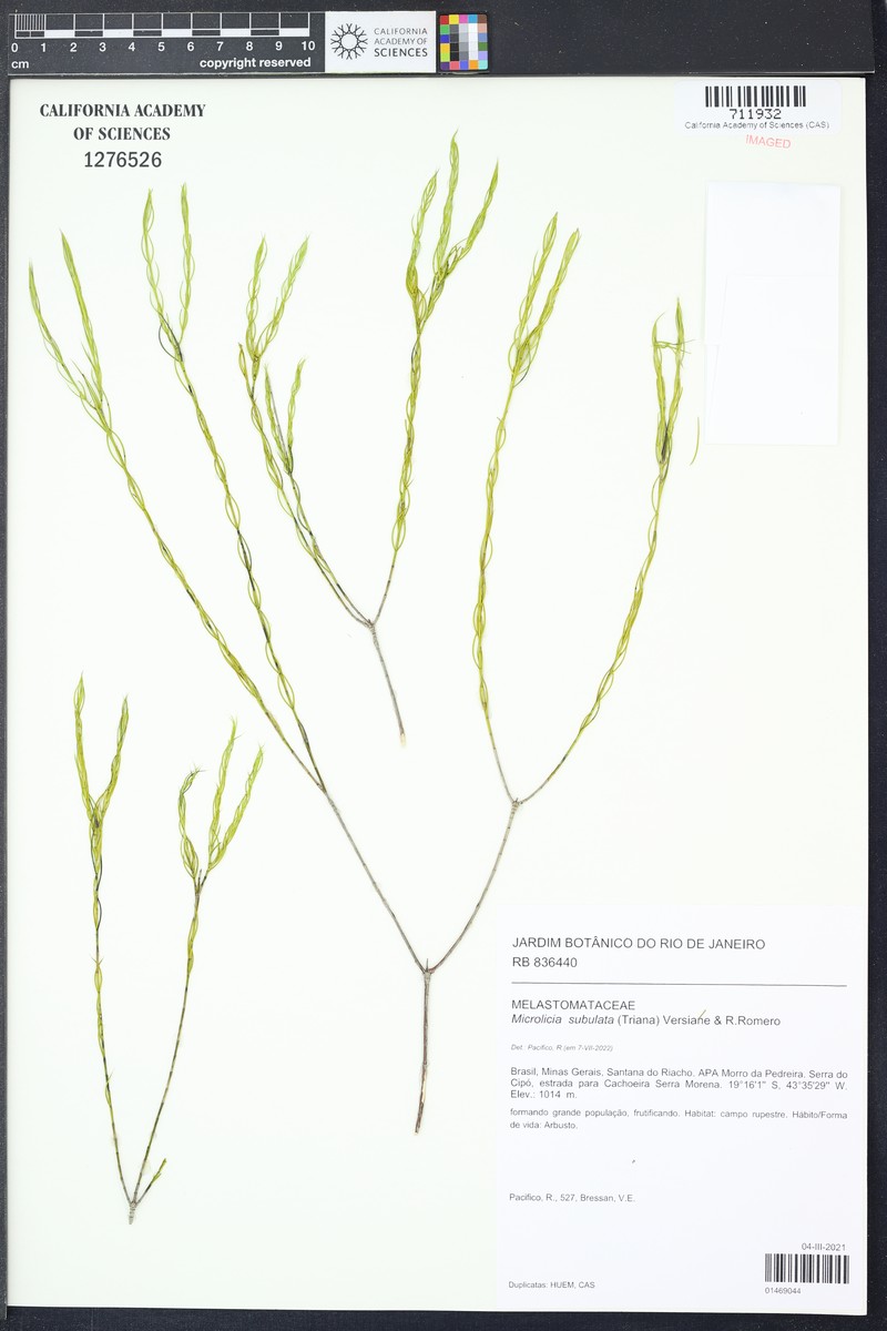 Microlicia subulata photo 2
