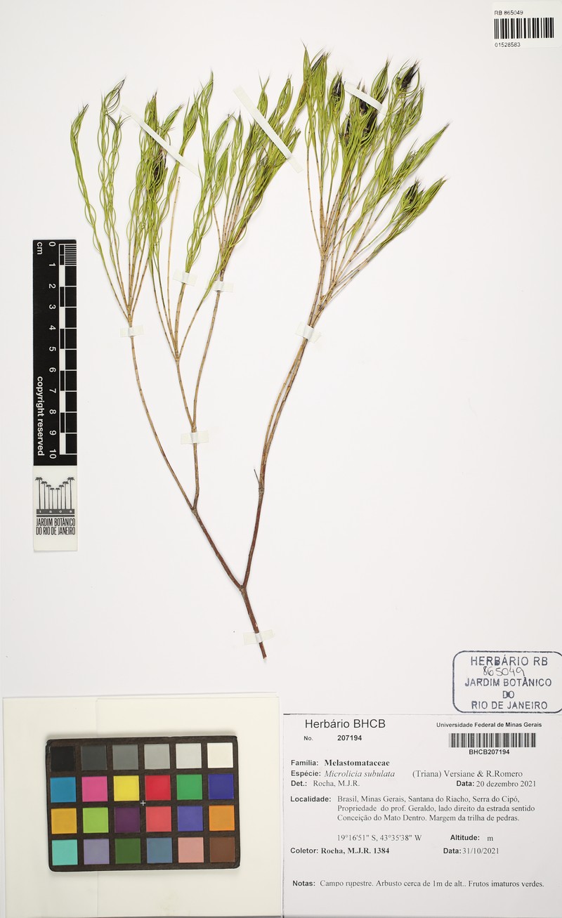 Microlicia subulata photo 3