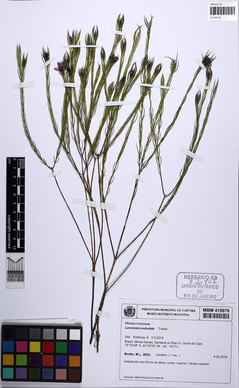 Microlicia subulata photo 4