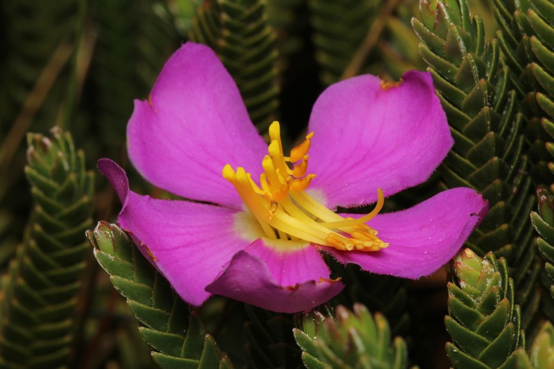 Microlicia tetragona