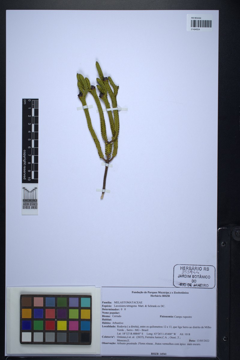 Microlicia tetragona photo 3