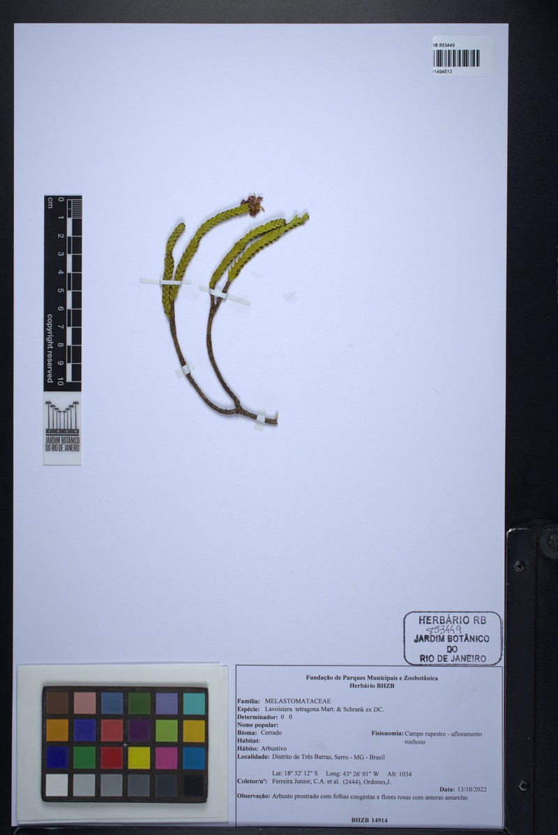Microlicia tetragona photo 4