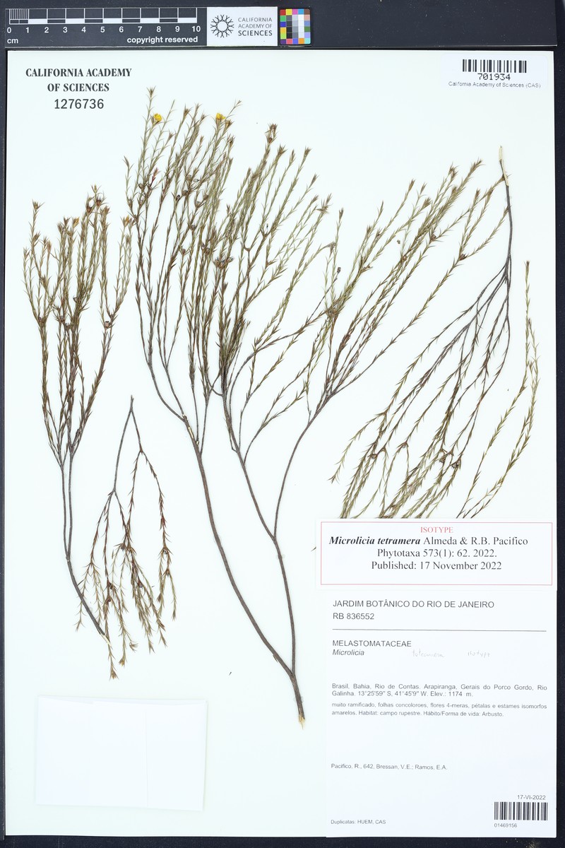 Microlicia tetramera