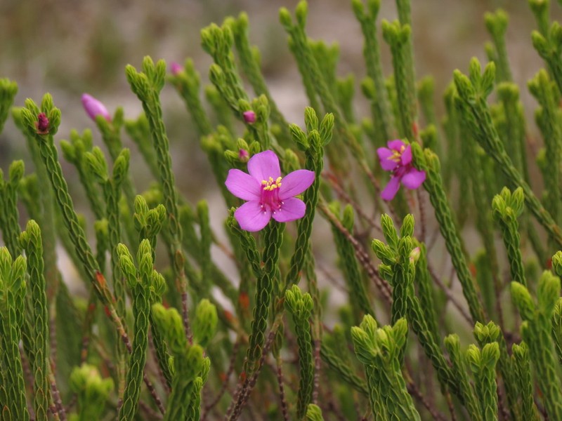 Microlicia tetrasticha