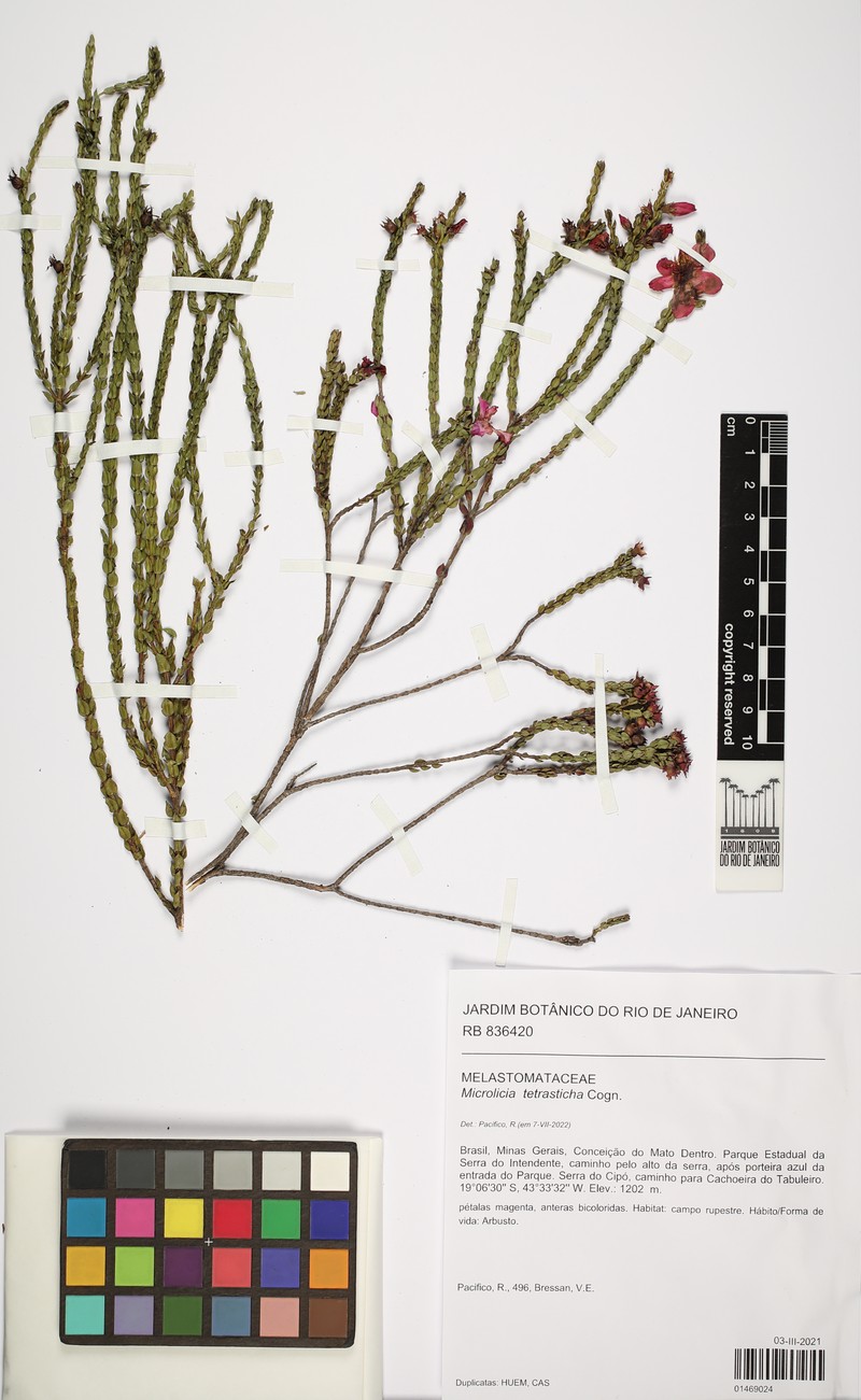 Microlicia tetrasticha photo 2