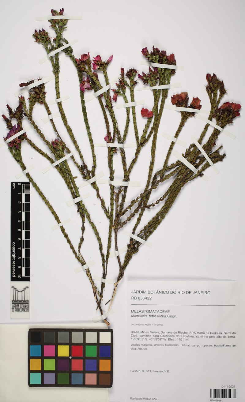 Microlicia tetrasticha photo 3