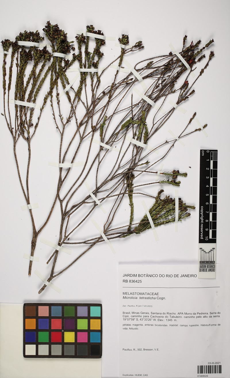 Microlicia tetrasticha photo 4